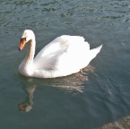 swan