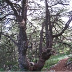 cedar split tree.jpg