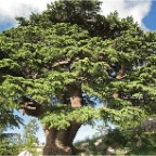 lebanon Cedar tree.jpg