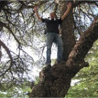 dar on cedar tree.jpg