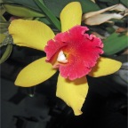 yellow orchid