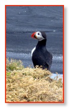 zoomed puffin